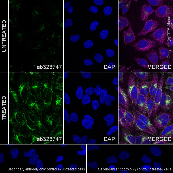 Immunocytochemistry/ Immunofluorescence - Anti-IFITM2+IFITM3 antibody [EPR28942-88] (AB323747)