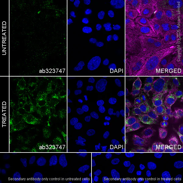 Immunocytochemistry/ Immunofluorescence - Anti-IFITM2+IFITM3 antibody [EPR28942-88] (AB323747)