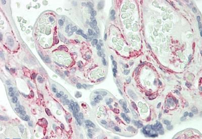 Immunohistochemistry (Formalin/PFA-fixed paraffin-embedded sections) - Anti-IFITM5 antibody (AB230863), expandable thumbnail