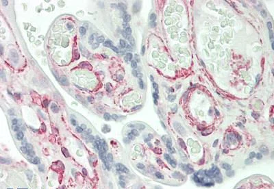 Immunohistochemistry (Formalin/PFA-fixed paraffin-embedded sections) - Anti-IFITM5 antibody (AB230863)