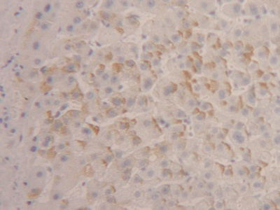 Immunohistochemistry (Formalin/PFA-fixed paraffin-embedded sections) - Anti-IFNA4 antibody (AB232899), expandable thumbnail