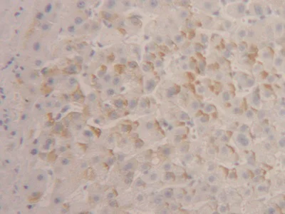 Immunohistochemistry (Formalin/PFA-fixed paraffin-embedded sections) - Anti-IFNA4 antibody (AB232899)