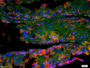 Immunohistochemistry (Formalin/PFA-fixed paraffin-embedded sections) - Anti-IFNAR2 antibody (AB204126)
