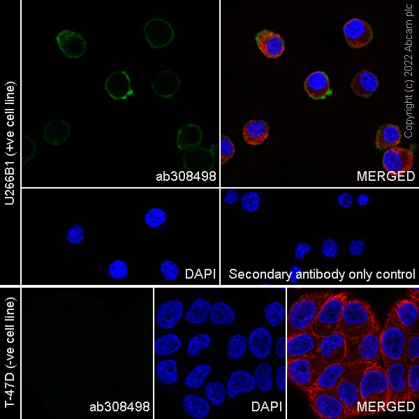 Immunocytochemistry/ Immunofluorescence - Anti-IFNAR2 antibody [EPR24706-26] - BSA and Azide free (AB308499)