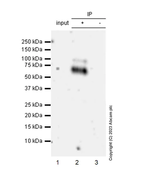 Immunoprecipitation - Anti-IFNAR2 antibody [EPR24706-26] - BSA and Azide free (AB308499)