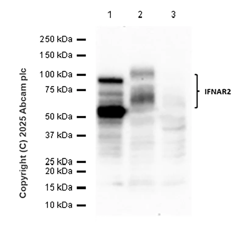 Western blot - Anti-IFNAR2 antibody [EPR24706-26] - BSA and Azide free (AB308499)