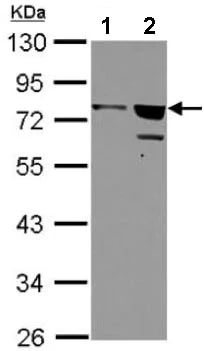 Western blot - Anti-IFNGR1 antibody (AB154400)