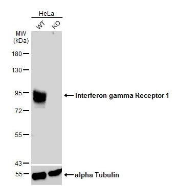 Western blot - Anti-IFNGR1 antibody (AB154400)