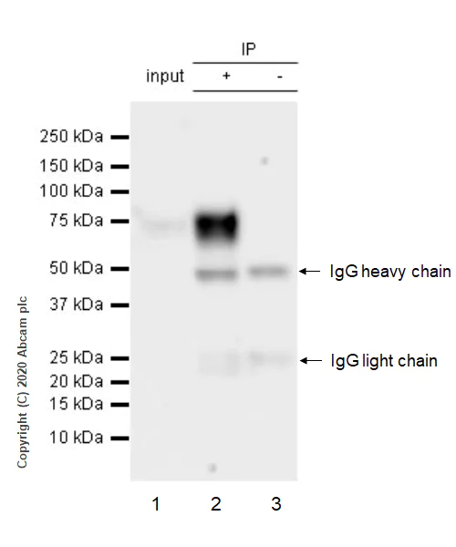 Immunoprecipitation - Anti-IFNGR1 antibody [EPR24127-89] (AB280353)