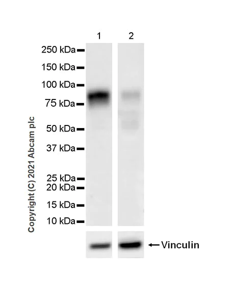 Western blot - Anti-IFNGR1 antibody [EPR24127-89] (AB280353)