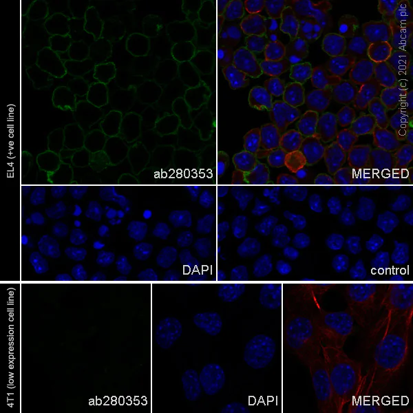 Immunocytochemistry/ Immunofluorescence - Anti-IFNGR1 antibody [EPR24127-89] - BSA and Azide free (AB280358)