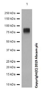 Western blot - Anti-IFNGR1 antibody [EPR7866] (ab134070), expandable thumbnail