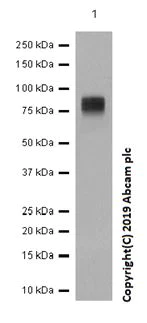 Western blot - Anti-IFNGR1 antibody [EPR7866] (AB134070)