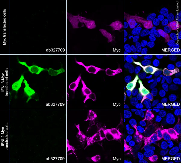 Immunocytochemistry/ Immunofluorescence - Anti-IFNL3 antibody [EPR30983-3] (AB327709)