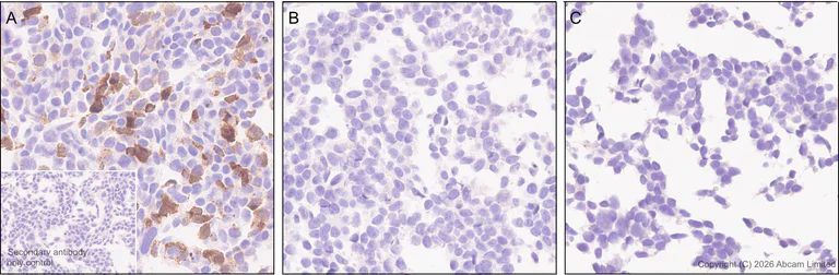 Immunohistochemistry (Formalin/PFA-fixed paraffin-embedded sections) - Anti-IFNL3 antibody [EPR30983-3] (AB327709)