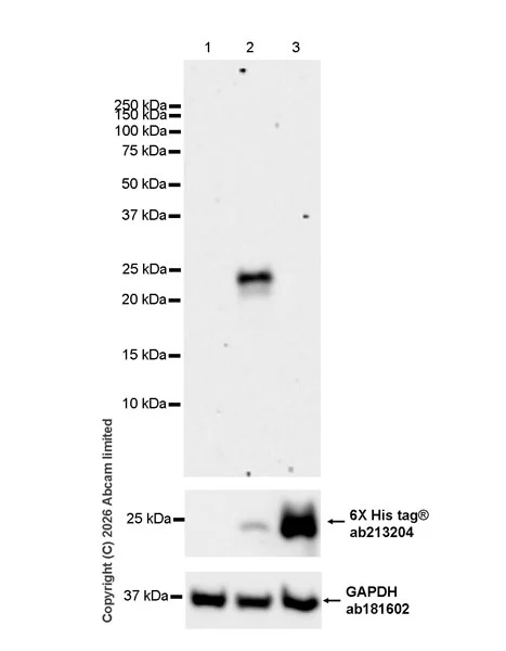 Western blot - Anti-IFNL3 antibody [EPR30983-3] (AB327709)
