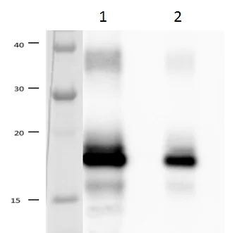 Western blot - Anti-IFNL4 antibody [51-1] (AB196984)