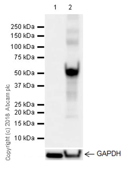 Western blot - Anti-IFNL4 antibody [51-1] (AB196984)