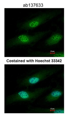 Immunocytochemistry/ Immunofluorescence - Anti-IFRD1 antibody (AB137633)
