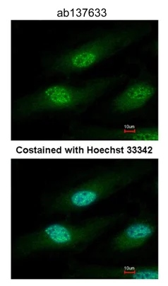 Immunocytochemistry/ Immunofluorescence - Anti-IFRD1 antibody (AB137633)