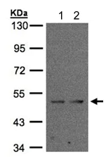 Western blot - Anti-IFRD1 antibody (AB137633)