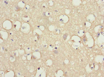Immunohistochemistry (Formalin/PFA-fixed paraffin-embedded sections) - Anti-IFRD1 antibody (AB229720)
