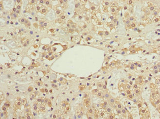 Immunohistochemistry (Formalin/PFA-fixed paraffin-embedded sections) - Anti-IFRD1 antibody (AB229720)