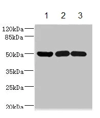 Western blot - Anti-IFRD1 antibody (AB229720)