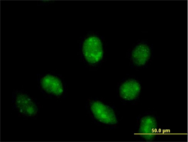 Immunocytochemistry/ Immunofluorescence - Anti-IFRD1 antibody (AB70037), expandable thumbnail