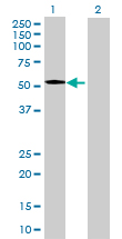Western blot - Anti-IFRD1 antibody (AB70037), expandable thumbnail