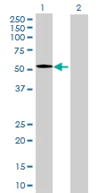 Western blot - Anti-IFRD1 antibody (AB70037)