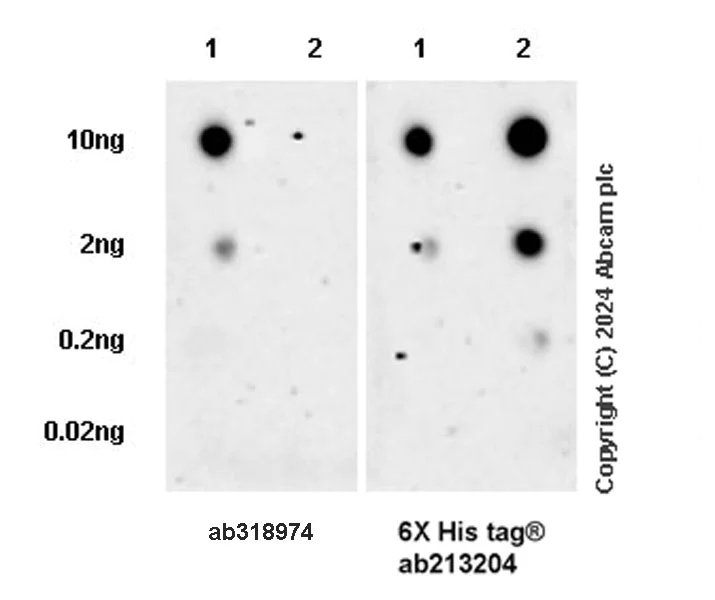 Dot Blot - Anti-IFRD1 antibody [EPR28794-89] - BSA and Azide free (AB318975)