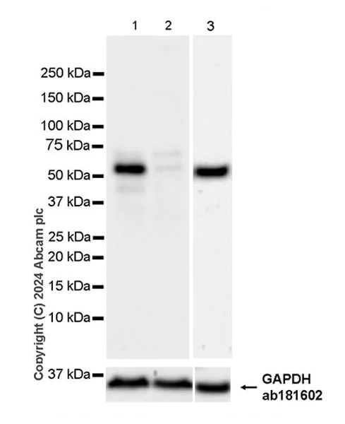 Western blot - Anti-IFRD1 antibody [EPR28794-89] - BSA and Azide free (AB318975)