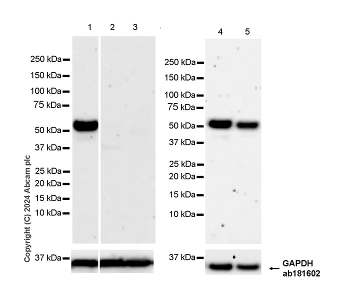 Western blot - Anti-IFRD1 antibody [EPR28794-89] - BSA and Azide free (AB318975)