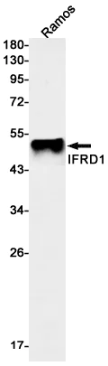 Western blot - Anti-IFRD1 Antibody [S05-2H2] (AB317413)