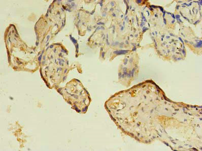 Immunohistochemistry (Formalin/PFA-fixed paraffin-embedded sections) - Anti-IFRD2 antibody (AB235520)