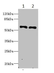 Western blot - Anti-IFRD2 antibody (AB235520)