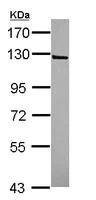 Western blot - Anti-IFT122 antibody (AB111838)