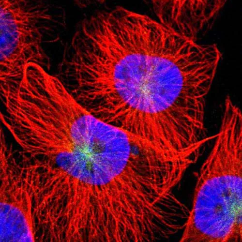 Immunocytochemistry/ Immunofluorescence - Anti-IFT43 antibody (AB121195)