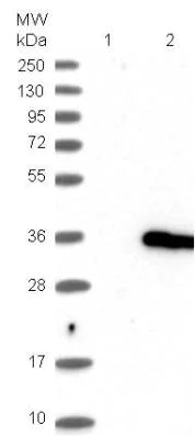 Western blot - Anti-IFT43 antibody (AB121195)