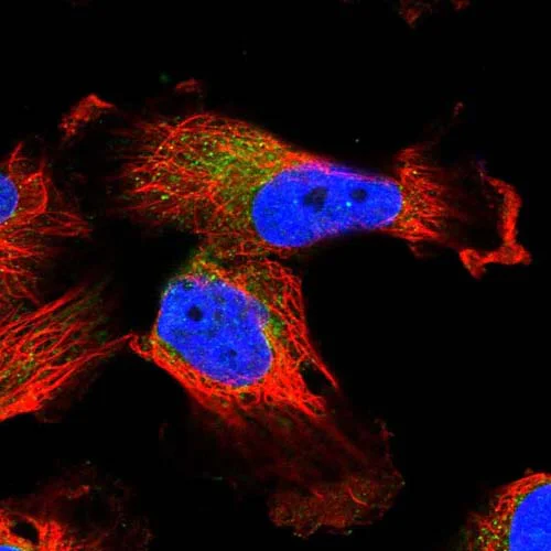 Immunocytochemistry/ Immunofluorescence - Anti-IFT46 antibody (AB122422)