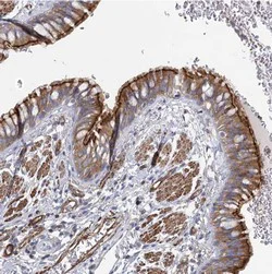 Immunohistochemistry (Formalin/PFA-fixed paraffin-embedded sections) - Anti-IFT46 antibody (AB122422)