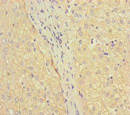 Immunohistochemistry (Formalin/PFA-fixed paraffin-embedded sections) - Anti-IFT46 antibody (AB223036), expandable thumbnail