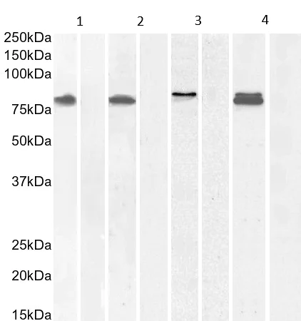 Western blot - Anti-IFT88 antibody (AB42497)