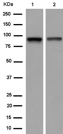 Western blot - Anti-IFT88 antibody [EPR14850] - BSA and Azide free (AB250767)