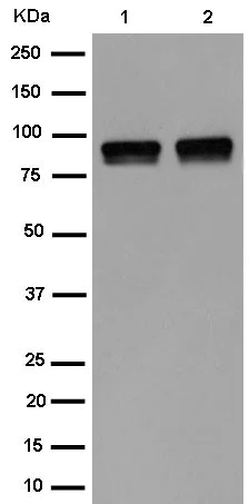 Western blot - Anti-IFT88 antibody [EPR14850] - BSA and Azide free (AB250767)