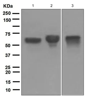Western blot - Anti-IgA antibody [EPR5367-76] (AB124716)