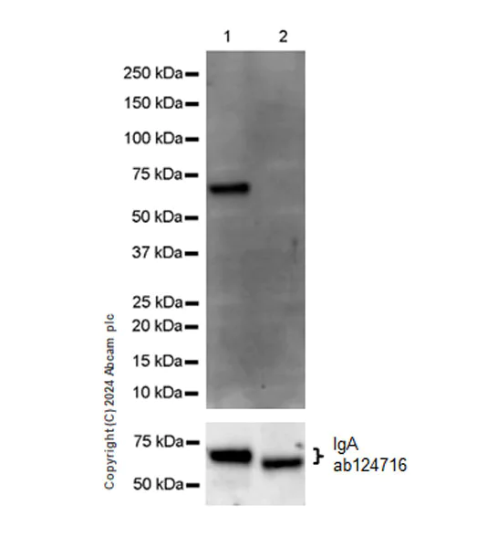 Western blot - Anti-IgA antibody [EPR5367-76] (AB124716)