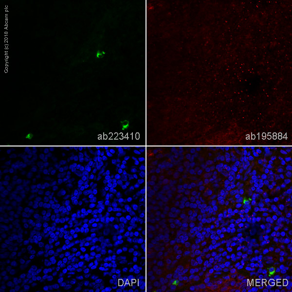 Immunohistochemistry (Frozen sections) - Anti-IgA antibody [EPR5367-76] - BSA and Azide free (AB214003), expandable thumbnail