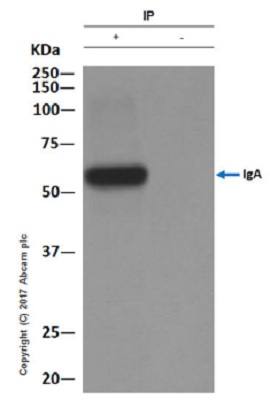 Immunoprecipitation - Anti-IgA antibody [EPR5367-76] - BSA and Azide free (AB214003), expandable thumbnail
